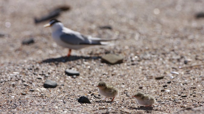 Tern fledglings at Long Nanny